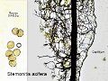 Stemonitis axifera-amf1778-1-micro